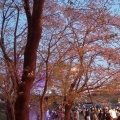 実際訪問したユーザーが直接撮影して投稿した中島公園宮川堤公園の写真