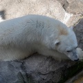 実際訪問したユーザーが直接撮影して投稿した東旭川町倉沼動物園旭川市旭山動物園の写真