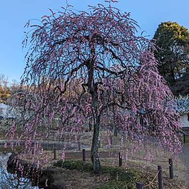 大倉山公園梅林のundefinedに実際訪問訪問したユーザーunknownさんが新しく投稿した新着口コミの写真