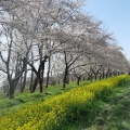 実際訪問したユーザーが直接撮影して投稿した散策路桜と菜の花ロードの写真