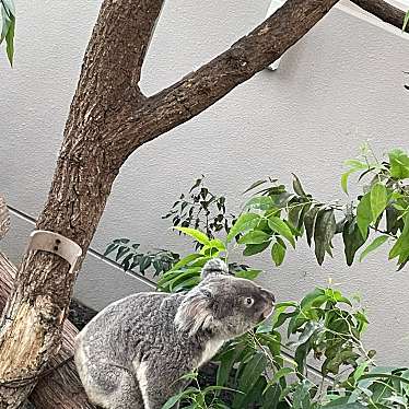 実際訪問したユーザーが直接撮影して投稿した平川町スイーツ平川動物公園 インドの森ゾーン売店の写真