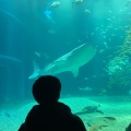 実際訪問したユーザーが直接撮影して投稿した海岸通水族館 / アクアリウム海遊館の写真