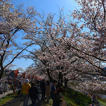 実際訪問したユーザーが直接撮影して投稿した木次町木次桜の名所斐伊川堤防桜並木の写真