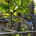 実際訪問したユーザーが直接撮影して投稿した老松町動物園野毛山動物園の写真