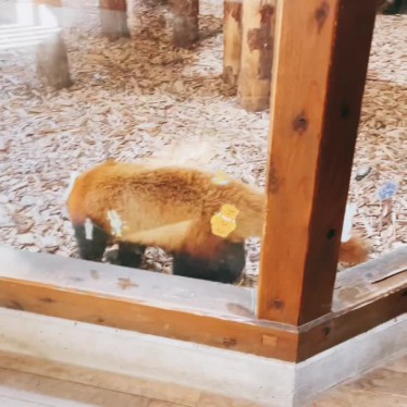 茶臼山動物園のundefinedに実際訪問訪問したユーザーunknownさんが新しく投稿した新着口コミの写真