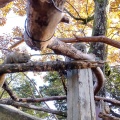 実際訪問したユーザーが直接撮影して投稿した槻谷動物園ぎふ金華山 リス村の写真