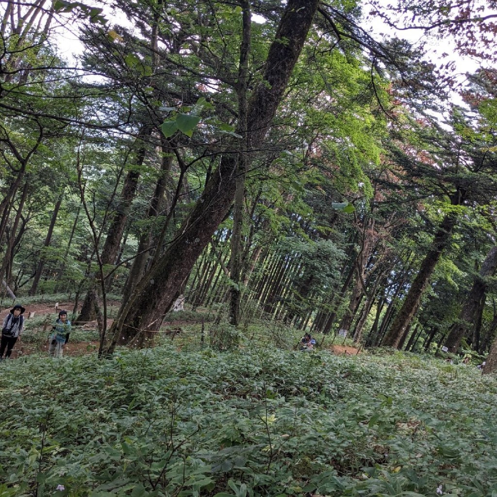 実際訪問したユーザーが直接撮影して投稿した御岳山生息地 / 群生地・飛来地富士峰園地の写真