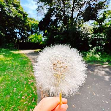 実際訪問したユーザーが直接撮影して投稿した鴨居公園観音崎公園の写真