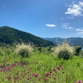 実際訪問したユーザーが直接撮影して投稿した大石花のきれいなスポット大石公園の写真