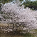 実際訪問したユーザーが直接撮影して投稿した元箱根公園県立恩賜箱根公園の写真