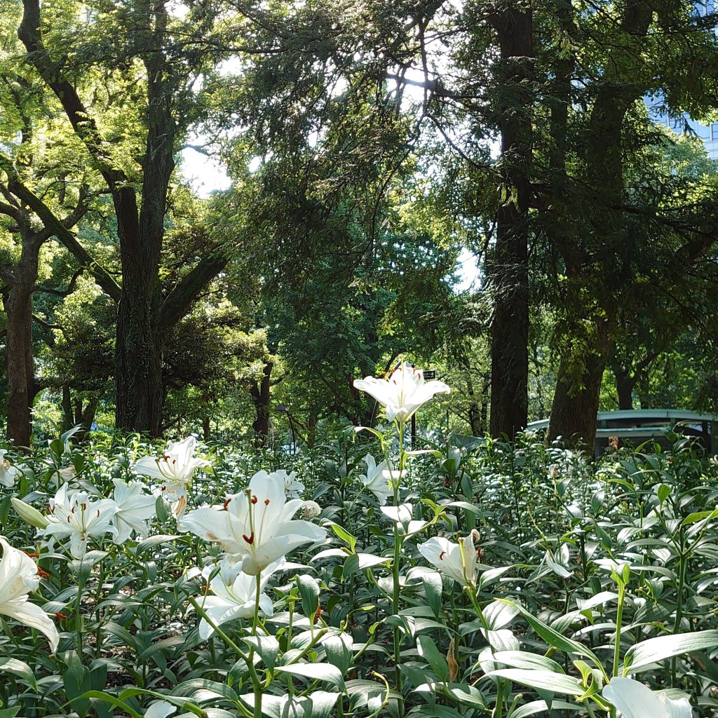 実際訪問したユーザーが直接撮影して投稿した日比谷公園公園日比谷公園の写真