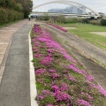 実際訪問したユーザーが直接撮影して投稿した池辺町公園鴨池人道橋下 鶴見川河川敷の写真