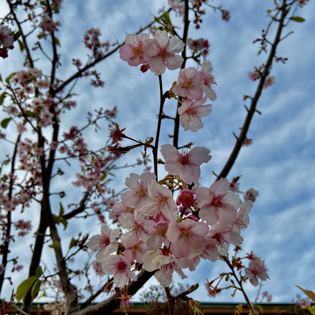 さいころジュリさんが投稿した長居公園公園のお店長居公園/ナガイコウエンの写真