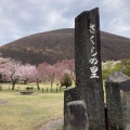 実際訪問したユーザーが直接撮影して投稿した富戸公園さくらの里の写真