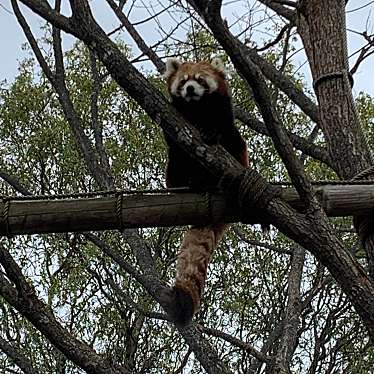 旭川市旭山動物園のundefinedに実際訪問訪問したユーザーunknownさんが新しく投稿した新着口コミの写真