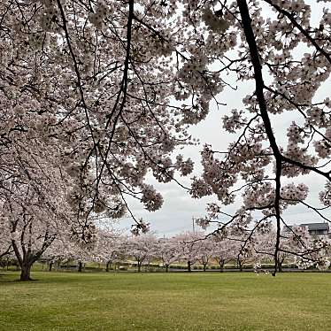 実際訪問したユーザーが直接撮影して投稿した絹の台公園絹の台桜公園の写真