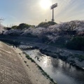 実際訪問したユーザーが直接撮影して投稿した河川山崎川の写真