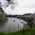 実際訪問したユーザーが直接撮影して投稿した河川千鳥ケ淵の写真