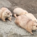 実際訪問したユーザーが直接撮影して投稿した北葛西動物園江戸川区自然動物園の写真