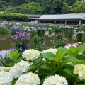 実際訪問したユーザーが直接撮影して投稿した宰府庭園太宰府天満宮の花菖蒲の写真