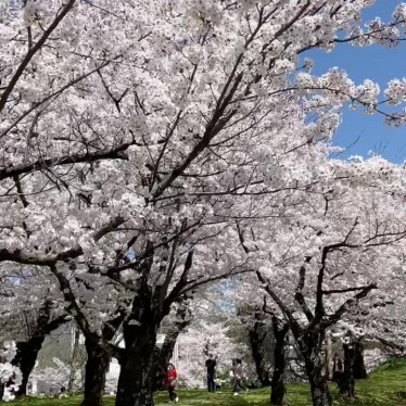 実際訪問したユーザーが直接撮影して投稿した馬場町公園鶴岡公園の写真