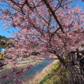 実際訪問したユーザーが直接撮影して投稿した河川河津川の写真