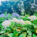 実際訪問したユーザーが直接撮影して投稿した楠本公園兵庫県立淡路島公園の写真