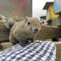 実際訪問したユーザーが直接撮影して投稿した薬師台動物園町田リス園の写真