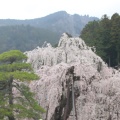 実際訪問したユーザーが直接撮影して投稿した身延山 / 峠身延山の写真