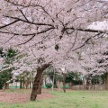 実際訪問したユーザーが直接撮影して投稿した上野公園公園上野恩賜公園の写真