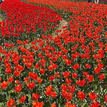 県営馬見丘陵公園のundefinedに実際訪問訪問したユーザーunknownさんが新しく投稿した新着口コミの写真