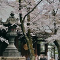 実際訪問したユーザーが直接撮影して投稿した九段北神社靖国神社の写真