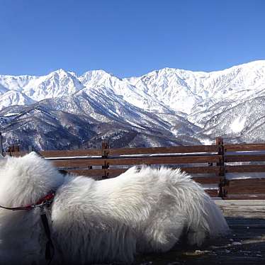 実際訪問したユーザーが直接撮影して投稿した山 / 峠白馬八方尾根の写真