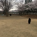 実際訪問したユーザーが直接撮影して投稿した駒羽根公園ネーブルパークの写真