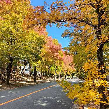 実際訪問したユーザーが直接撮影して投稿した藤白台紅葉の名所三色彩道の写真