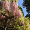 実際訪問したユーザーが直接撮影して投稿した春日野町植物園 / 樹木園春日大社 萬葉植物園の写真