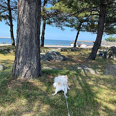 実際訪問したユーザーが直接撮影して投稿した鮫町海水浴場 / 海浜蕪島海水浴場の写真