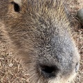 実際訪問したユーザーが直接撮影して投稿した上泉動物園袖ヶ浦ふれあいどうぶつ縁の写真