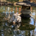 実際訪問したユーザーが直接撮影して投稿した岸町神社調神社の写真