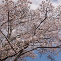 実際訪問したユーザーが直接撮影して投稿した静公園静峰ふるさと公園の写真