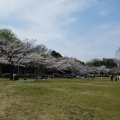 実際訪問したユーザーが直接撮影して投稿した平和公園公園平和公園の写真