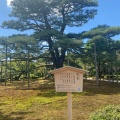 実際訪問したユーザーが直接撮影して投稿した兼六町自然名所根上松の写真