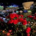 実際訪問したユーザーが直接撮影して投稿した湯本植物園 / 樹木園花巻温泉 バラ園の写真