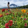 実際訪問したユーザーが直接撮影して投稿した明野町浅尾花のきれいなスポット明野のひまわり畑の写真