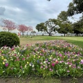 実際訪問したユーザーが直接撮影して投稿した山下町広場山下公園 広場の写真