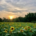 実際訪問したユーザーが直接撮影して投稿した長居公園植物園 / 樹木園長居植物園の写真