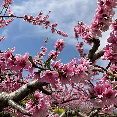 実際訪問したユーザーが直接撮影して投稿した御坂町尾山公園みさか桃源郷公園の写真