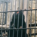 実際訪問したユーザーが直接撮影して投稿した老松町動物園野毛山動物園の写真