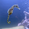 実際訪問したユーザーが直接撮影して投稿した鳥羽フレンチMain Dining Seahorseの写真