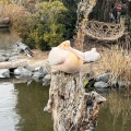 実際訪問したユーザーが直接撮影して投稿した港島南町動物園神戸どうぶつ王国の写真